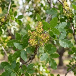 Pistachier à fruits 'Kerman femelle' (Pistacia vera) — jeunes grappes de fruits sur branche feuillue
