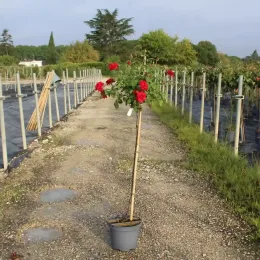 Rosier 'Ingrid bergman' (Rosa hybrida) — rosier tige fleuri en pot sur allée de pépinière · Pot 10L