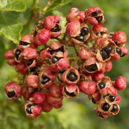 Poivrier de sansho (Zanthoxylum schinifolium) — grappe de petits fruits rouges ouverts révélant graines noires