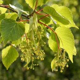 Tilleul commun 'Pallida' (Tilia europaea) — branche avec jeunes feuilles et grappes de boutons