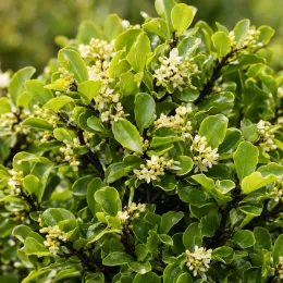 Pittospore 'Pompom' (Pittosporum tenuifolium) — buisson dense aux petites fleurs blanches · Photo d'illustration