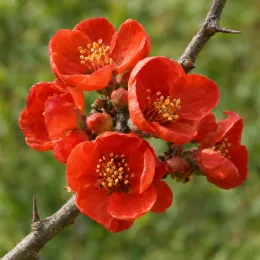 Cognassier du japon (Chaenomeles japonica) — gros plan de fleurs rouges sur branche épineuse