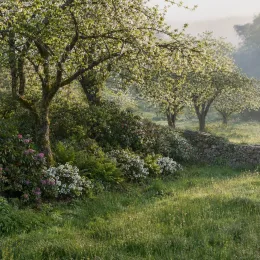Azalée japonaise 'Steren whitekowhite' (Azalea japonica) — massifs fleuris sous grands arbres près d’un muret · Photo d'illustration