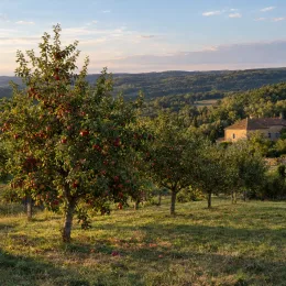 Pommier 'Usta gorria' (Malus domestica) — rangée d’arbres fruitiers chargés de pommes rouges · Photo d'illustration