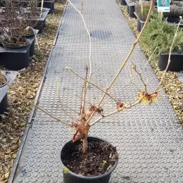 Hamamélis de chine 'Pallida' (Hamamelis mollis) — arbuste nu en pot noir sur allée de pépinière · Pot 3L