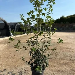 Osmanthe à feuilles de houx (Osmanthus aquifolium) — arbuste dressé en pot sur sol de pépinière · Pot 18L