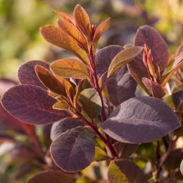 Arbre à perruque 'Magical ® torch' (Cotinus coggygria) — feuillage ovale pourpre et cuivré en gros plan · Photo d'illustration