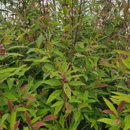 Arbre aux bonbons (Callicarpa kwangtungensis) — arbuste dense aux feuilles vertes et pourpres, fructification · Pot 8L Touffe