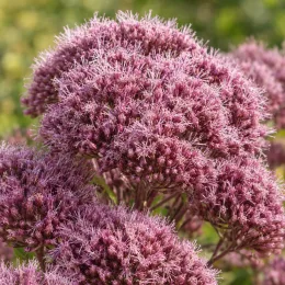 Eupatorium (Eupatorium purpureum) — gros plan sur ombelles de fleurs mauves · Photo d'illustration