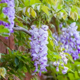 Glycine