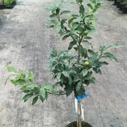 Kumquat 'Nagami' (Citrus fortunella) — jeune agrume en pot avec petits fruits verts · Pot 8L Baliveau
