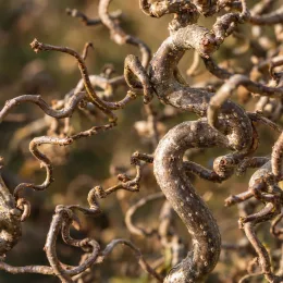 Noisetier tortueux nain 'Jww9' (Corylus avellana) — rameaux tortueux en gros plan serré · Photo d'illustration