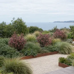 L’arbre à thé 'Rose' (Leptospermum scoparium) — massif côtier avec arbustes fleuris roses · Photo d'illustration