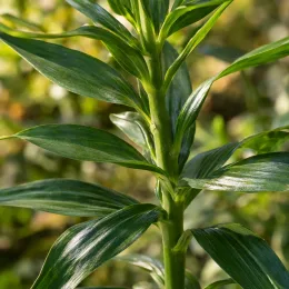 Lys des incas 'Summer sky' (Alstroemeria) — gros plan sur tiges dressées au feuillage vert
