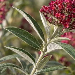 Buddleia 'Butterfly candy little ruby' (Buddleja davidii) — gros plan sur tige et fleurs en panicule