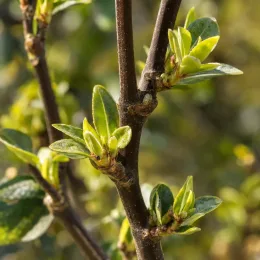 Pittospore 'Irish luck' (Pittosporum tenuifolium) — jeunes pousses feuillues sur rameau brun · Photo d'illustration