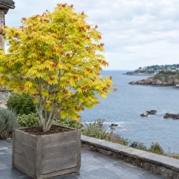 Érable du japon 'Jordan' (Acer shirasawanum) — arbre feuillu en pot sur terrasse côtière