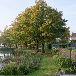 Chêne d'eau (Quercus nigra) — alignement d'arbres matures au bord d'un étang · Photo d'illustration
