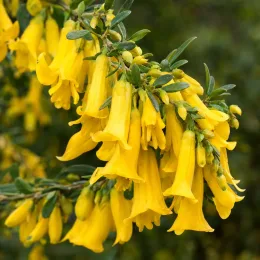 Sophora à petites feuilles argentées 'Sun king' (Sophora microphylla) — grappes de fleurs jaunes tubulaires et feuillage vert · Photo d'illustration