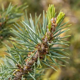 Pin sylvestre 'Albyns' (Pinus sylvestris) — gros plan sur une pousse de conifère