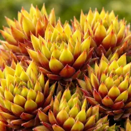 Joubarbe jaune orangé 'Gold rush' (Sempervivum) — rosettes succulentes jaunes bordées de rouge, gros plan · Photo d'illustration