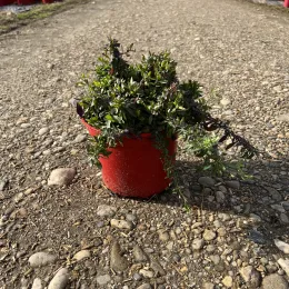 Erigeron 'Profusion' (Erigeron karvinskianus) — petit plant touffu en pot rouge sur gravier · Pot 4L