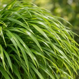 Herbe du japon (Hakonechloa macra) — touffe dense de longues feuilles retombantes vertes · Photo d'illustration
