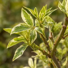 Eleuthérocoque de siebold 'Variegatus' (Eleutherococcus sieboldianus) — jeunes rameaux avec feuillage panaché vert et crème