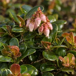 Raisin des ours 'Vancouver jade' (Arctostaphylos uva-ursi) — grappes de petites clochettes roses sur feuillage luisant