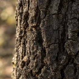 Chêne (Quercus pyrenaica) — gros plan sur écorce épaisse et fissurée · Photo d'illustration