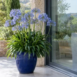 Agapanthe 'Infinity' (Agapanthus) — plante florifère en grand pot bleu sur terrasse · Photo d'illustration