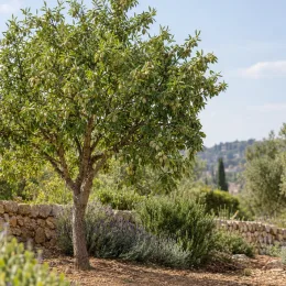 Amandier 'Santa caterina' (Prunus amygdalus) — arbre fruitier au feuillage dense dans jardin sec