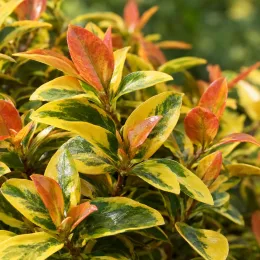 Jasmin étoilé 'Summer sunset' (Trachelospermum asiaticum) — gros plan sur feuillage panaché jaune vert orangé