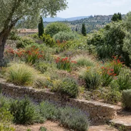 Montbrétia (Crocosmia lucifer) — massif fleuri en terrasse dans un jardin méditerranéen · Photo d'illustration