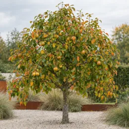 Poirier 'Nashi' (Pyrus pyrifolia) — arbre fruitier isolé portant de nombreux fruits ronds