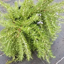 Romarin 'Pointe du raz' (Rosmarinus officinalis) — touffe dense avec fins rameaux et petites fleurs · Pot 3L Touffe