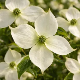 Cornouiller du japon 'Teutonia' (Cornus kousa) — gros plan sur inflorescence crème à quatre bractées · Photo d'illustration