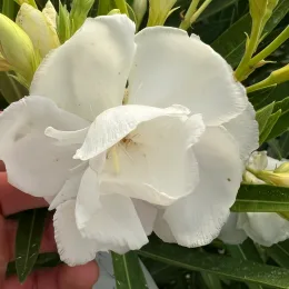Laurier rose 'Porto' (Nerium oleander) — gros plan sur grande fleur blanche double