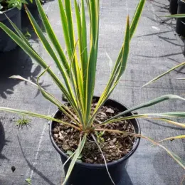 Yucca 'Bright edge' (Yucca filamentosa) — jeune plant à longues feuilles vertes marginées · Pot 3L