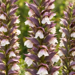 Acanthe hybride 'Morning candle' (Acanthus spinosus) — grappes de fleurs tubulaires bicolores en épis denses