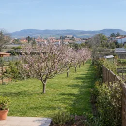 Pêcher franc 'Chanturgue' (Prunus persica) — alignement d'arbres en fleurs dans un jardin · Photo d'illustration