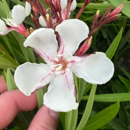Laurier rose 'Harriet newding' (Nerium oleander) — gros plan de fleur blanche veinée de rose, photo 6