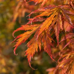 Érable du japon 'Diss. emerald lace' (Acer palmatum) — feuilles finement découpées aux teintes orangées