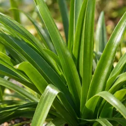 Agapanthe 'Blue' (Agapanthus) — touffe dense de longues feuilles vertes luisantes · Photo d'illustration