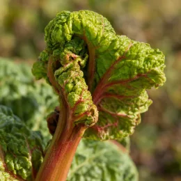 Rhubarbe géante (Rheum rhabarbarum) — gros plan sur jeunes pétioles et feuilles gaufrées · Photo d'illustration