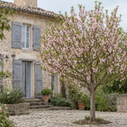 Pêcher franc 'Chanturgue' (Prunus persica) — arbre en fleurs dans une cour pavée · Photo d'illustration