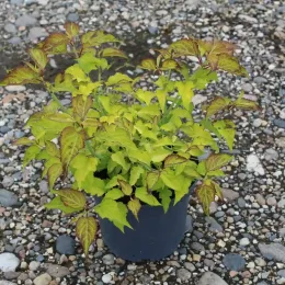 Arbre aux faisans 'Golden lanterns' (Leycesteria formosa) — jeune arbuste en pot noir sur gravier · Pot 3L