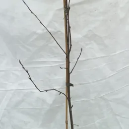 Amélanchier nain (Amelanchier spicata) — jeune tige ligneuse nue tuteurée sur fond clair · Pot 3L Baliveau