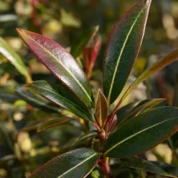 Jasmin étoilé 'Wilsonii' (Trachelospermum jasminoides) — gros plan sur jeunes feuilles vernissées · Photo d'illustration