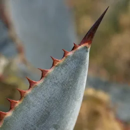 Agave de parry 'Truncata red horn' (Agave parryi) — gros plan sur feuille épaisse à épines rouges · Photo d'illustration